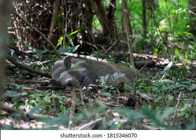 A Wild Boar Sleeping In The Forest At Thailand