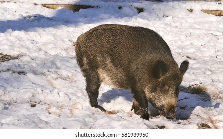 wild boar in snow