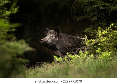 Wild boar in the spring forest. Calm wild pig among the trees. European wildlife during spring. Wild sow hiding small piglets. - Shutterstock ID 2299775079