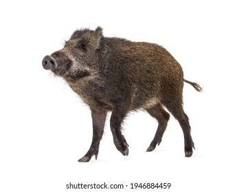 Wild boar standing in front, isolated on white