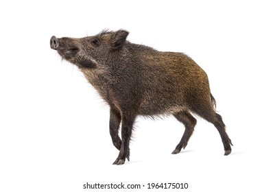 Wild boar standing in front, isolated on white