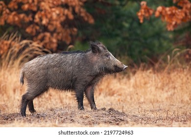 Wild boar standing on a glade in autumn with orange leaves in background.