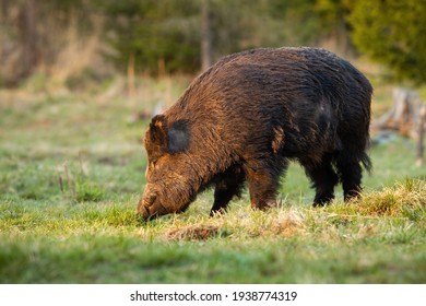 Wild Boar Standing On Grassland In Spring Sunlight