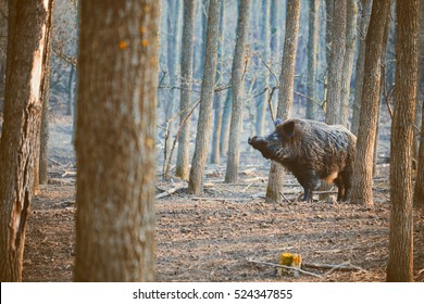 Wild Boar, Sus Scofa 