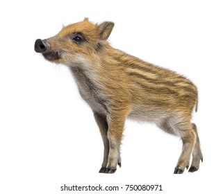 Wild Boar Baby High Res Stock Images Shutterstock