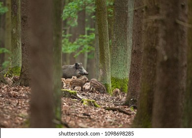 wild boar, sus scrofa