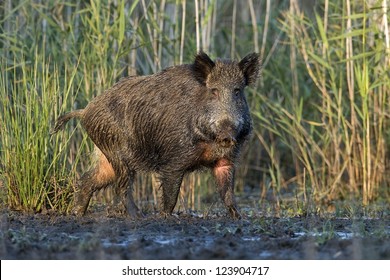 Wild Boar (Sus Scrofa)