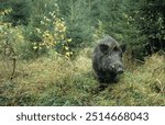 Wild Boar (Sus scrofa) in autumn