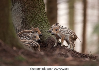 Wild Boar, Sus Scrofa, Czech Republic