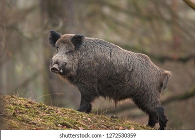 Wild Boar, Sus Scrofa, Czech Republic