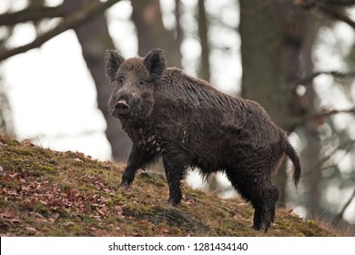 Pigs Mating Images, Stock Photos & Vectors | Shutterstock