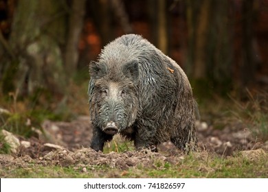 wild boar, sus scrofa, Czech republic