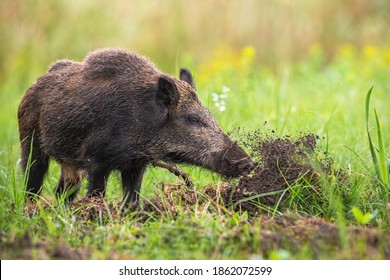 Wild boar, sus scrofa, digging in the ground with snout and throwing mud away on meadow in summer nature. Mammal with long dark fur searching for food on a field with green grass.