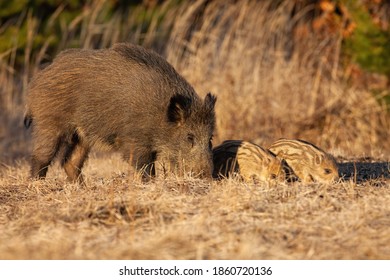 Wild Boar, Sus Scrofa, Family Sniffing On Field In Springtime. Mother Of Two Piglets Feeding On Dry Meadow In Sunny Nature. Swine Mum With Striped Cubs Eating In Grass.