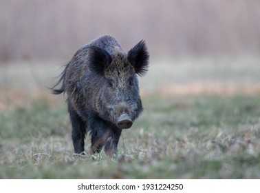 猪の子 の画像 写真素材 ベクター画像 Shutterstock