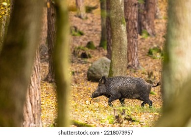 Wild boar (sus scrofa ferus) walking in autumn forest. Wildlife scenery