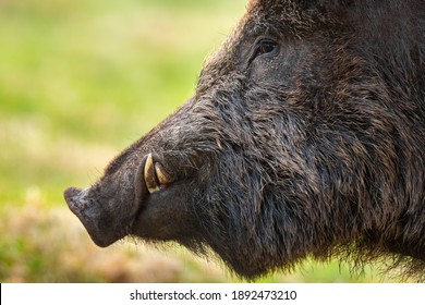 Wild boar, sus scrofa, head looking on grassland in spring in detail. Dark snout with white tusks from close-up. Portrait of hairy brown mammal with white teeth on green field.