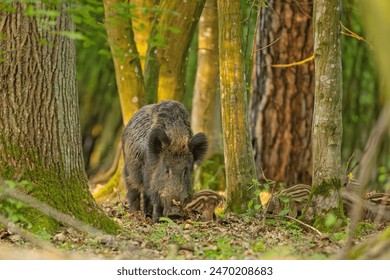 The wild boar (Sus scrofa), also known as the wild pig, common or  Eurasian wild pig.