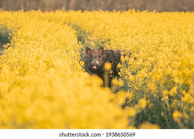 Wild Boar ( Sus Scrofa ) In Wild Nature During Spring Morning In Oilseed Rape. Usefull For Hunting Magazines Or News. Colorulf Picture Of Wild Animal. 