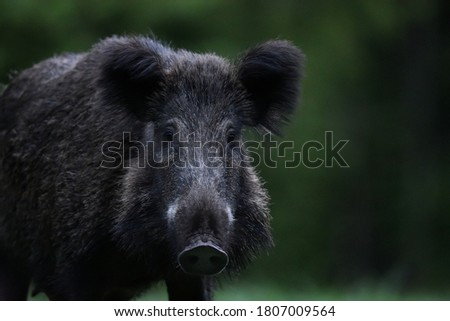 wild boar (Sus Scrofa) portrait in the forest late in the evening. Feral pig portrait.