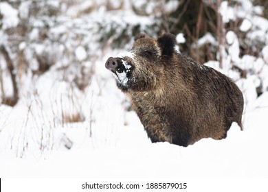 Wild boar, sus scrofa, sniffing on snow in winter nature. Brown mammal smelling on snowy field in wintertime. Hairy animal standing on white pasture.
