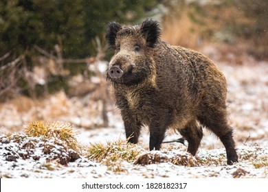 Wild boar, sus scrofa, standing on meadow in snowing nature. Big hairy wild mammal with long snout looking with interest on field in winter. Dirty brown animal observing on white grass.