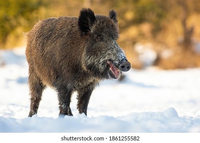 Wild boar, sus scrofa, standing on snowy field in winter nature. Brown mammal chewing with open mouth on snow in sunlight. Hairy swine feeding on white meadow in wintertime.