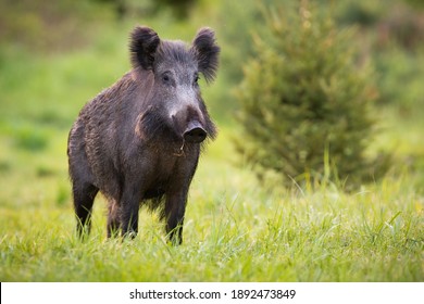 Wild boar, sus scrofa, standing on fresh grass in springtime nature. Mammal with black long fur observing on meadow in spring. Hairy brown pig with tusks looking on green field with copy space.