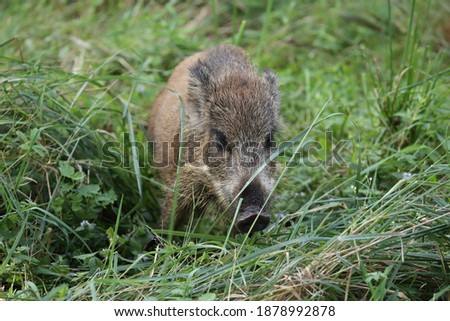 Similar – Image, Stock Photo Pomerania Environment