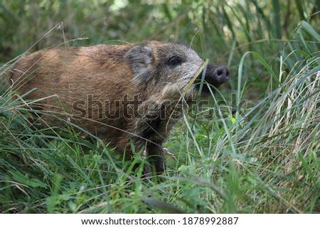 Similar – Image, Stock Photo Pomerania Environment