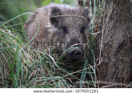 Similar – Image, Stock Photo Pomerania Environment