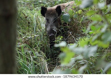 Similar – Image, Stock Photo Pomerania Environment