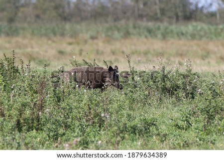 Similar – Image, Stock Photo Pomerania Environment