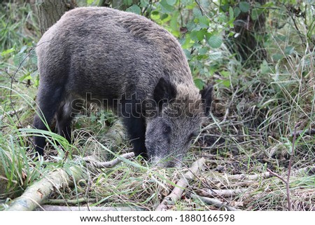 Similar – Image, Stock Photo Pomerania Environment