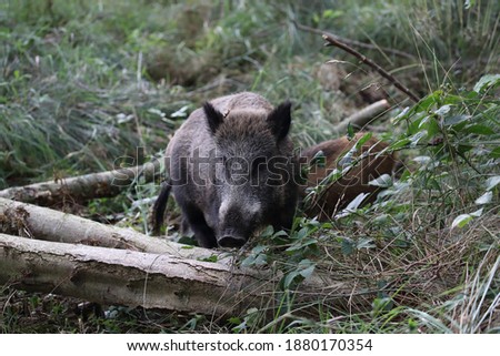 Similar – Image, Stock Photo Pomerania Environment