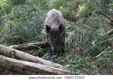 Similar – Image, Stock Photo Pomerania Environment