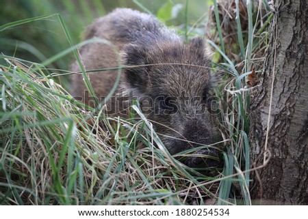 Similar – Image, Stock Photo Pomerania Environment