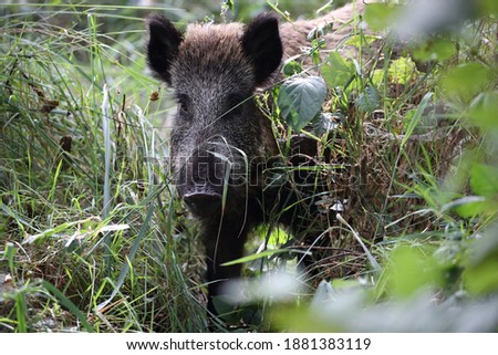 Image, Stock Photo Pomerania Environment