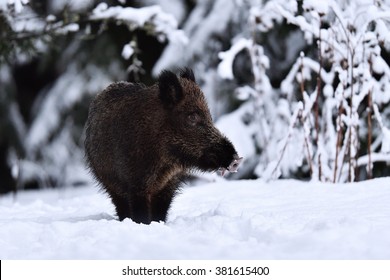 Wild Boar (Sus Scrofa) In Winter On Snow. Wild Swine. Feral Pig On Snow.