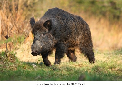 Wild boar, sus scrofa,Big adult wild boar looking for food.Big wild boar in natural environment - Shutterstock ID 1678745971