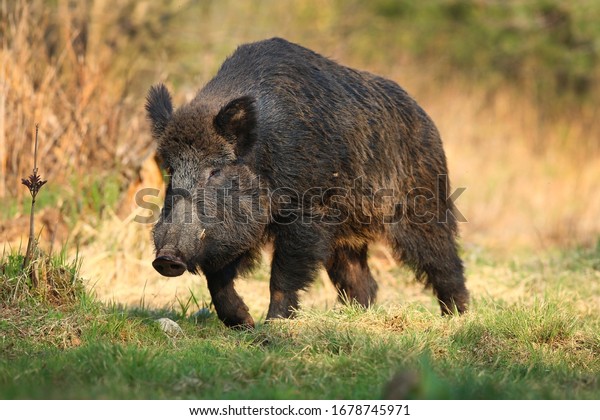 Wild boar, sus scrofa,Big adult\
wild boar looking for food.Big wild boar in natural\
environment