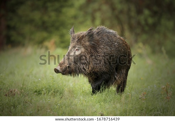 Wild\
boar, sus scrofa,wild boar in forest natural\
habitat