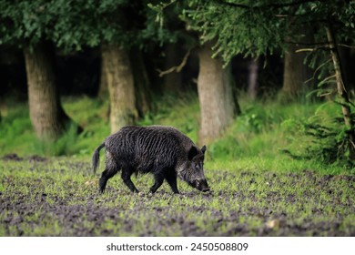 A wild boar, swine or pig, Sus scrofa, foraging in a forest during dusk. National park Hoge Veluwe, the Netherlands Europe.