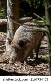 Wild Boar In Swiss National Park, No People.