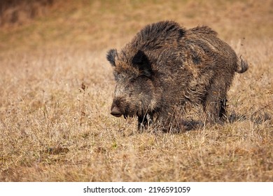 Wild Boar Walking On Dry Grassland In Autumn Nature