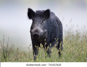 5,726 Wild pigs walking Images, Stock Photos & Vectors | Shutterstock