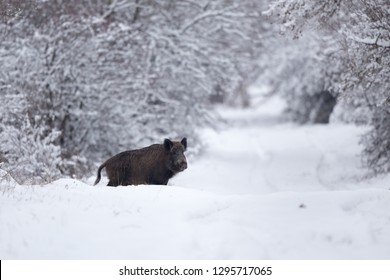 Wild boar walking on snow in forest. Wildlife in natural habitat