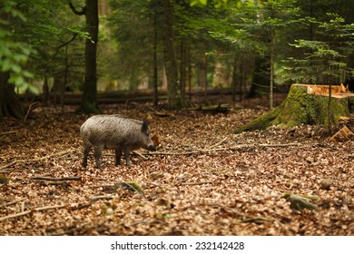 1,192 Dead wild boar Images, Stock Photos & Vectors | Shutterstock