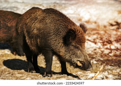 wild boar while eating in the snow background