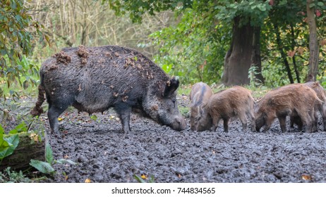 Capybara Panama Gamboa Stock Photo 641738623 | Shutterstock